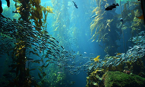 Kelp and shoal of small fish underwater