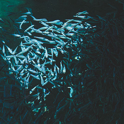 Shoals of fish underwater
