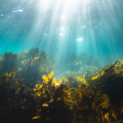 Underwater scene showing seaweed